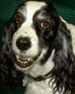 Isha, Dr. Lori's dog